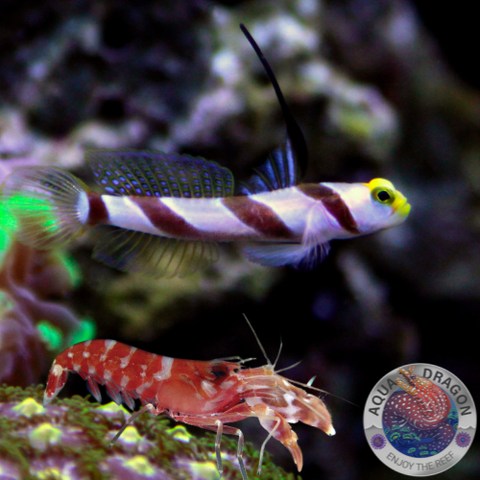 Stonogobiops dracula „Dracula-Wächtergrundel“ & Alpheus spp. „Knallkrebs“