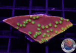 Turbinaria spp. „Flying Monkey“