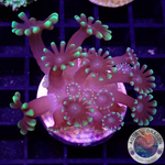 Alveopora spp. „Marindo“