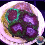 Favia spp. “Fusion” WYSIWYG