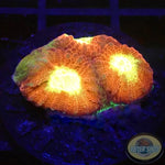 Favia spp. „Blazing Star“ AD Special