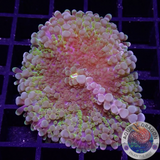 Ricordea yuma 🌈 „Rainbow“ WYSIWYG „AD Special“