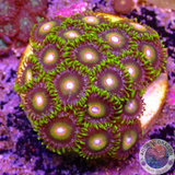 Krustenanemonen „Super Saiyan“