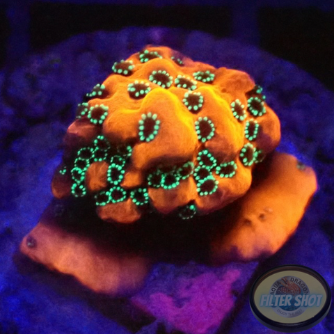 Montipora spp. 🐉 „Dragon Fruit“ WYSIWYG „AD Special“