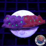 Favites spp. „Ultra Warrior“ WYSIWYG „AD Special“