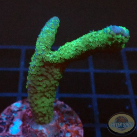 Montipora digitata „Greeny“