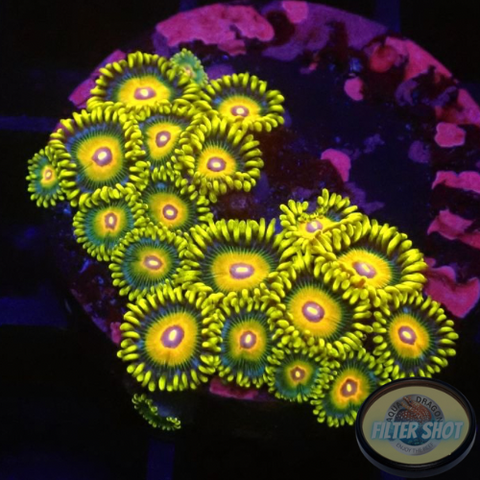 Krustenanemonen “Super Saiyan”