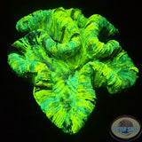 Trachyphyllia spp. „Marble“ WYSIWYG