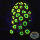 Krustenanemonen „Brazil“ 🇧🇷 WYSIWYG