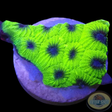 Favia spp. „Blueberry“ AD Special