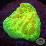 Echinophyllia spp. „Croco Bounce“ WYSIWYG