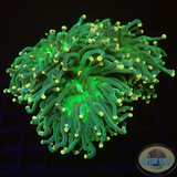 Euphyllia cristata „Brisbane“ WYSIWYG „AD Special“