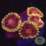 Krustenanemonen „Supernova“ WYSIWYG „AD Special“