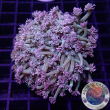 Goniopora spp. „Lipstick“ WYSIWYG „AD Special“