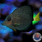 Zebrasoma gemmatum „Mauritius Segelflossen Doktor“ M