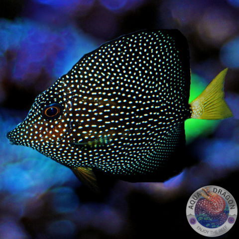 Zebrasoma gemmatum „Mauritius Segelflossen Doktor“ M