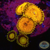 Krustenanemonen „King Scarface“ WYSIWYG „AD Special“