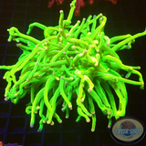 Euphyllia glabrescens „Pink Tip Holy“ WYSIWYG