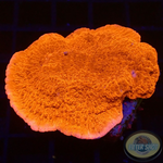 Montipora spp. „Bloody Leaf“
