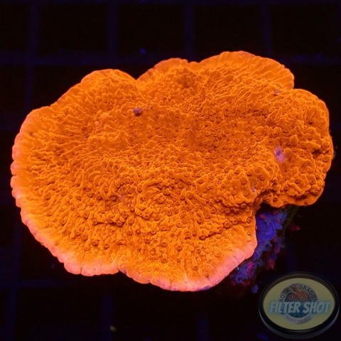 Montipora spp. „Bloody Leaf“
