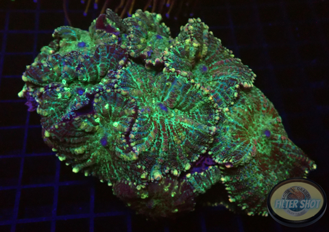 Rhodactis spp. „Cherry Stripe Rock“ WYSIWYG