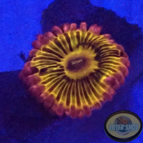 Krustenanemonen „Stratocaster“ WYSIWYG „AD Special“