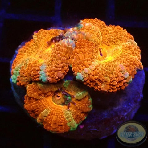 Micromussa spp. „Rainbow“ WYSIWYG