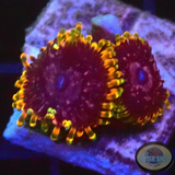 Krustenanemonen „Acid Reflux“ AD Special