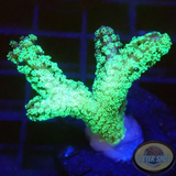 Seriatopora caliendrum „Toxic Bird Nest“