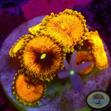Krustenanemonen „Scarface Knopia“ WYSIWYG „AD Special“