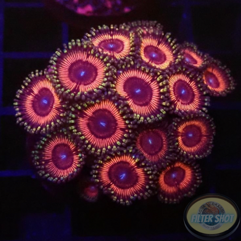 Krustenanemonen „Hallacious“ WYSIWYG