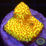 Stylocoeniella spp. „Burning Banana“ 🔥 🍌