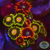 Krustenanemonen „Fire Super Saiyan“