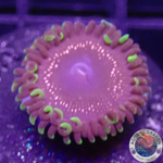 Krustenanemonen „Psychosis“