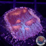 Echinophyllia spp. „9 Gate“ AD Special