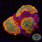 Rhodactis spp. „Forest Fire“ WYSIWYG