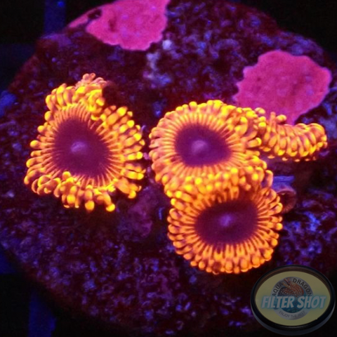 Krustenanemonen „Lunar Eclipse“