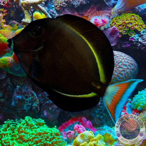 Acanthurus achilles x nigricans "Doktorfisch-Hybrid" (Acanthurus achilles x nigricans)