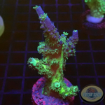 Acropora tenuis „PT“ WYSIWYG