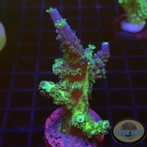 Acropora tenuis „PT“ WYSIWYG