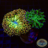 Euphyllia paradivisa „DTBD“ WYSIWYG „AD Special“