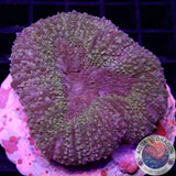 Lobophyllia spp. „Caramel Mouth“ WYSIWYG „AD Special“