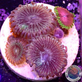 Krustenanemonen „Chili Gremlin“ WYSIWYG „AD Special“