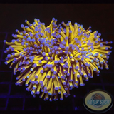 Euphyllia paraglabrescens „24K Solid Bar“ WYSIWYG