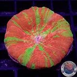 Homophyllia australis „RB Apple“ WYSIWYG