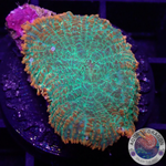 Rhodactis spp. „Tequila Sunrise“ AD Special