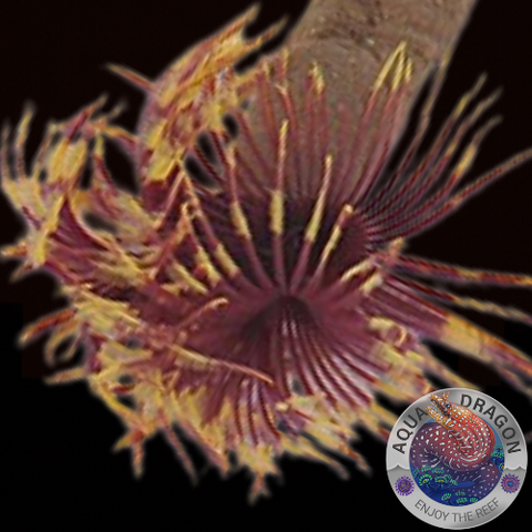 Sabellastarte spp. „DJM Special“