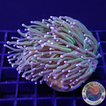 Euphyllia glabrescens „Holy Rapunzel“ WYSIWYG