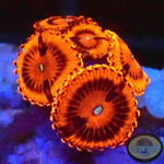 Krustenanemonen „VDM“ WYSIWYG