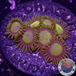 Krustenanemonen „King Midas“